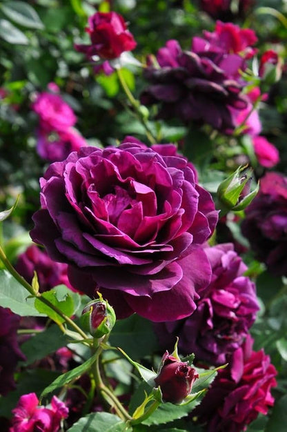 Violet Rose (Own Rooted Nadan Rose)Purple Rose- Black Rose- Nadan Rose