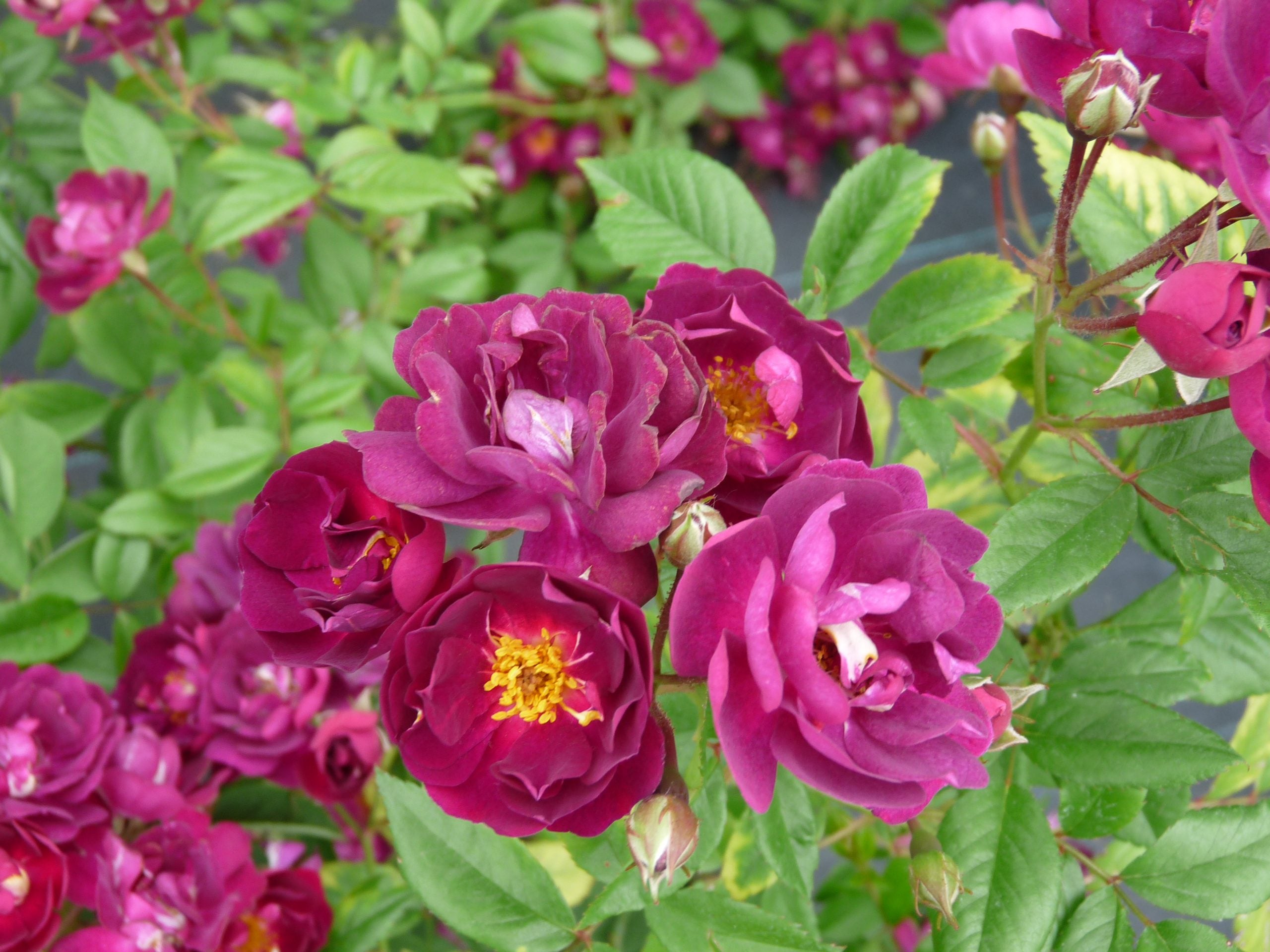 Violet Rose (Own Rooted Nadan Rose)Purple Rose- Black Rose- Nadan Rose