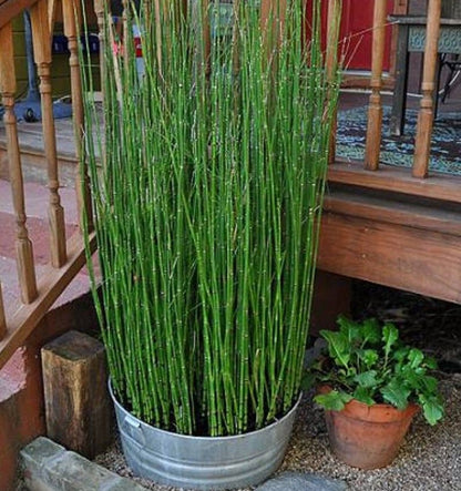 Water Bamboo