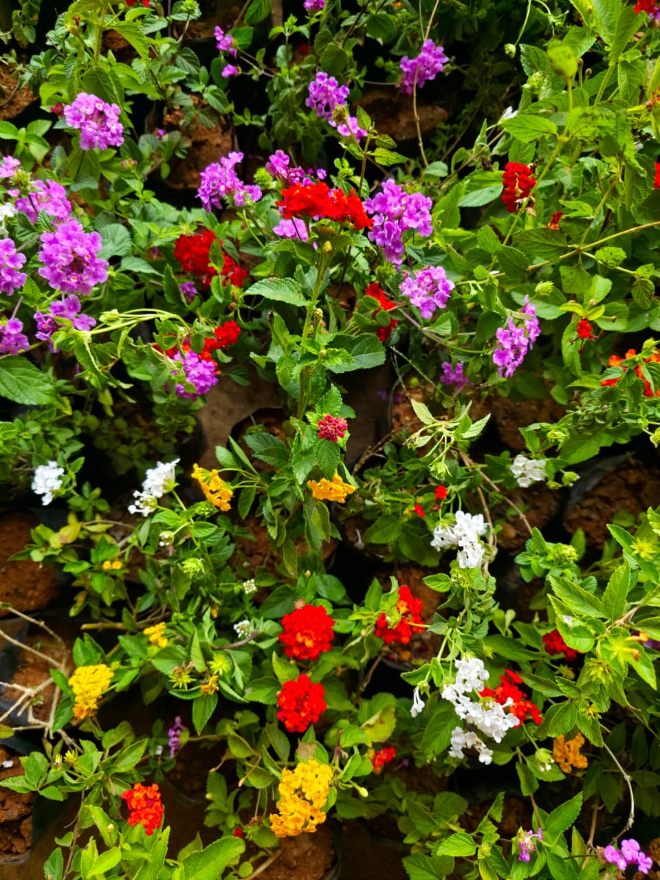 Lantana Combo of 4