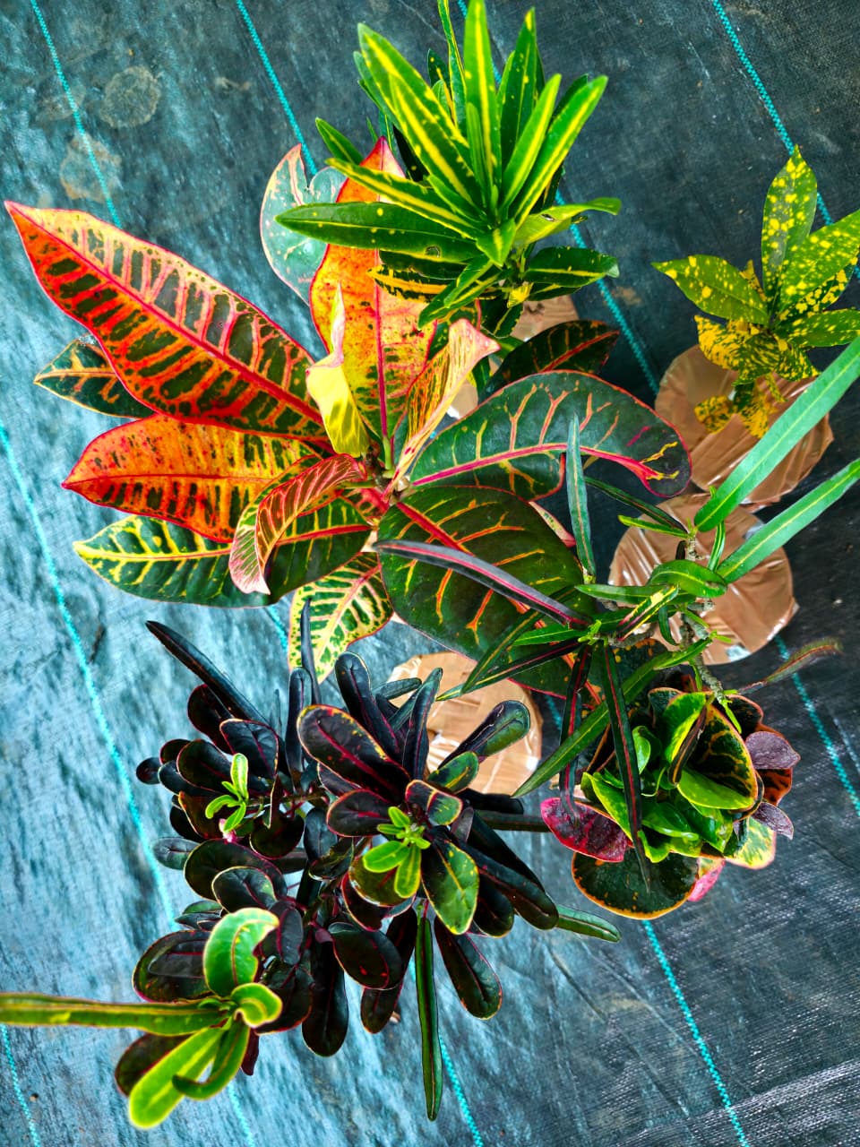 Croton 6 Varieties Combo OFFER
