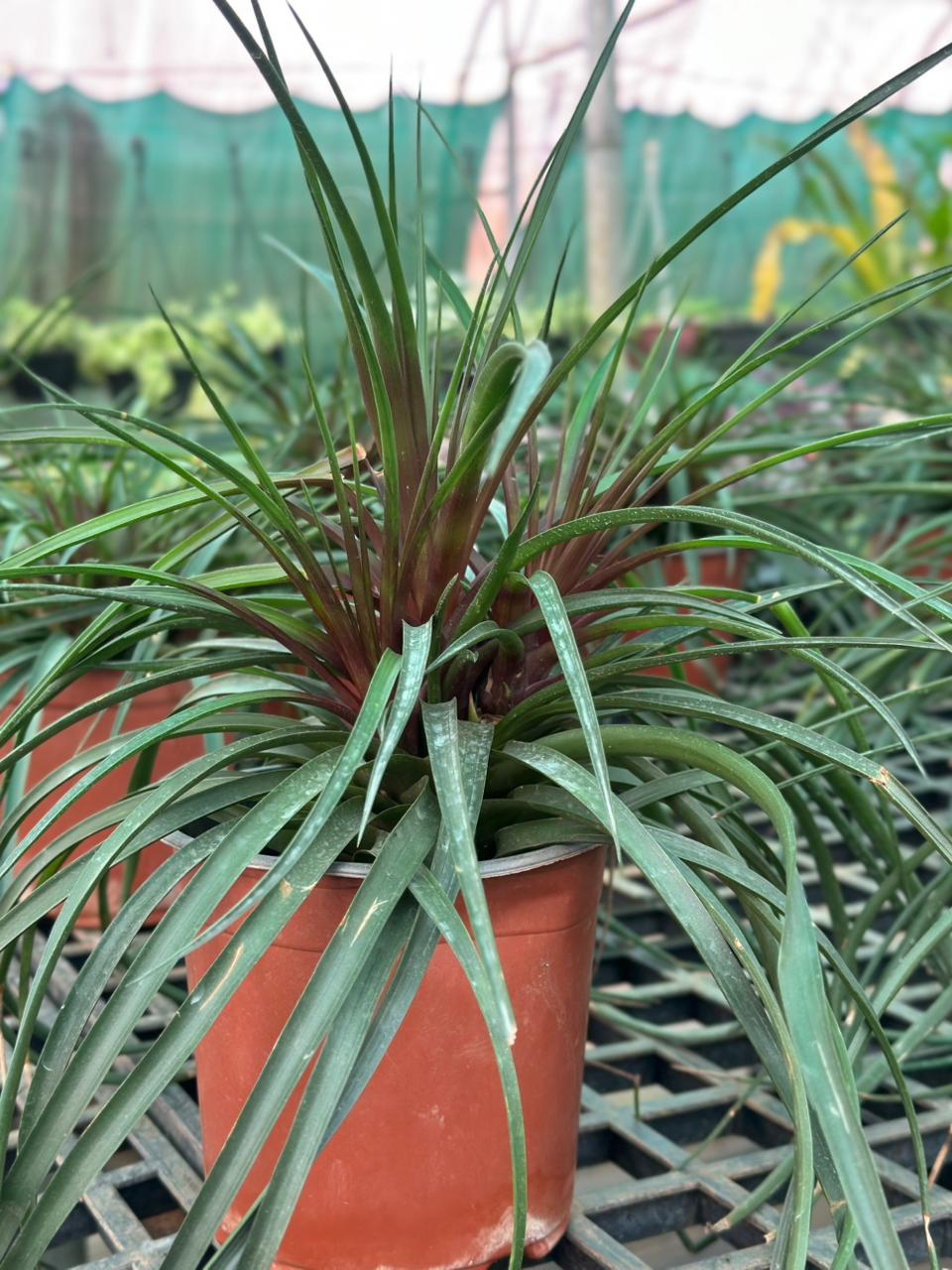 Bromelia /  Tillandsia