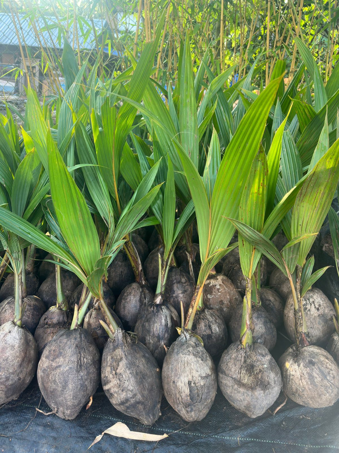 DxT Coconut Plant Hybrid -High yield within 3 years
