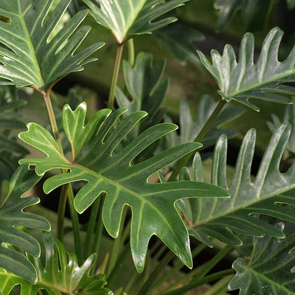 Philodendron Xanadu- Cut leaf philodendron