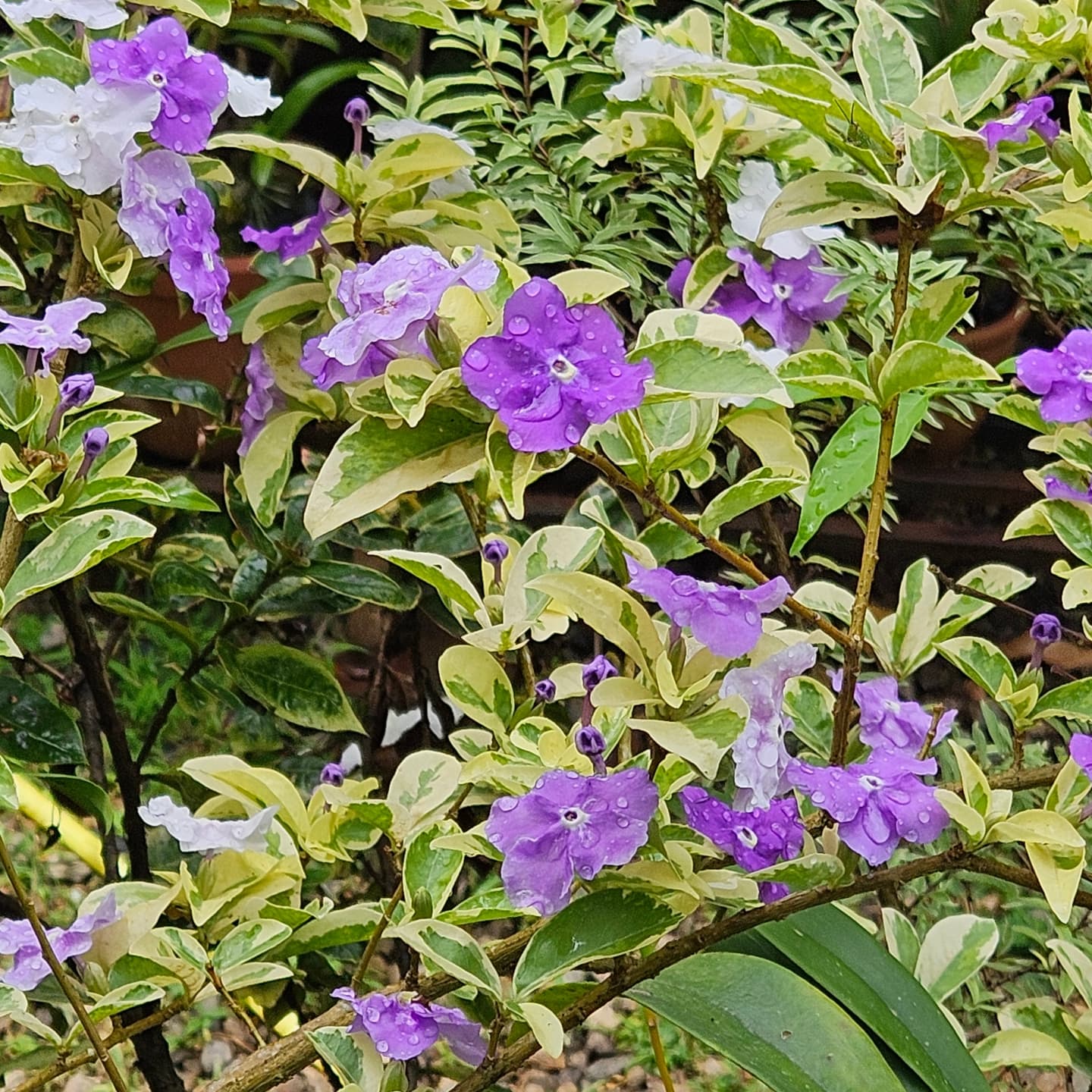 yesterday today and tomorrow plant fertilizer Yesterday Today Tomorrow(Variegated)