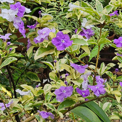 Yesterday Today Tomorrow(Variegated)