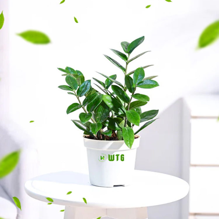 ZZ Plant(CC Plant) Green  Wayanadan Touch Garden