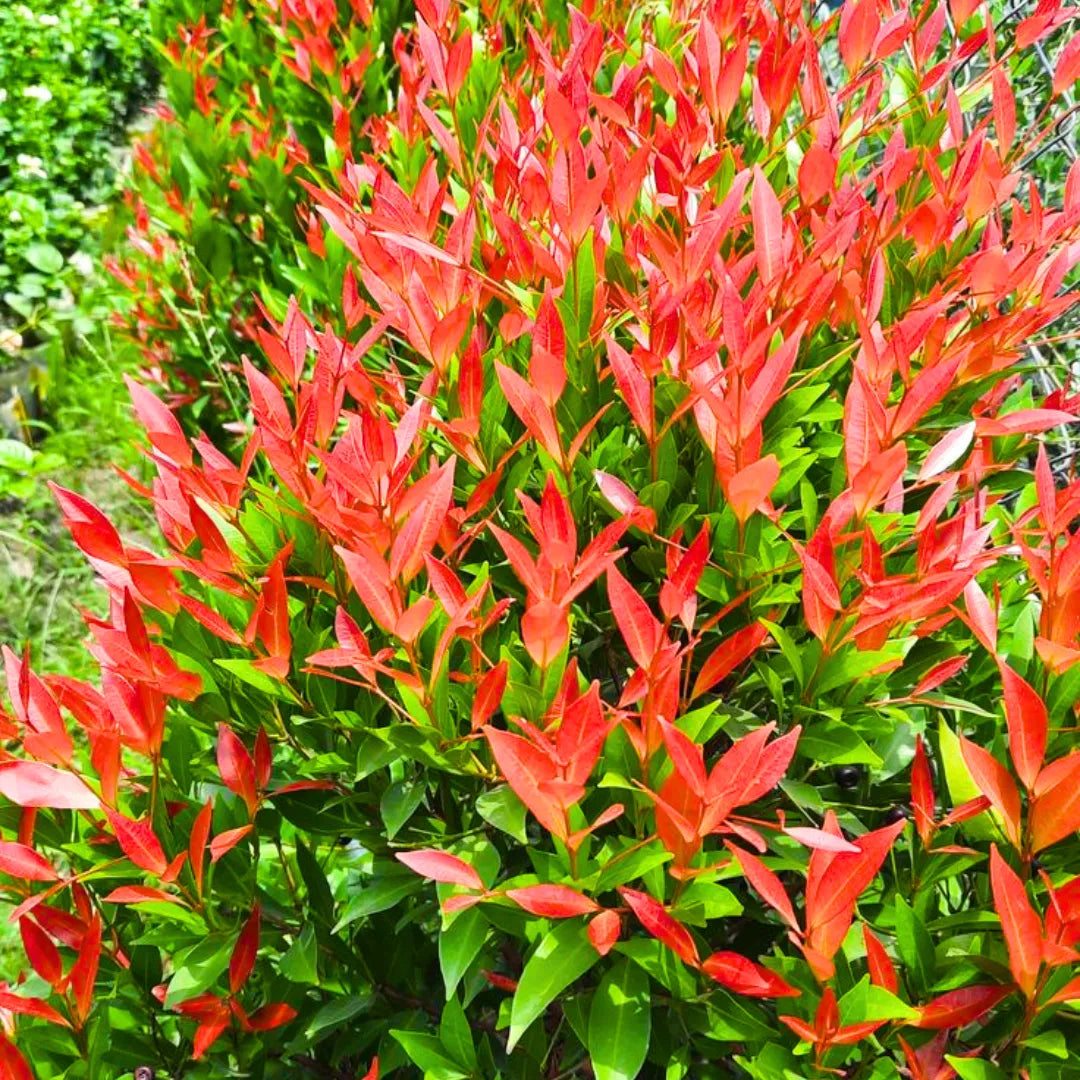 Eugenia Evergreen shrub