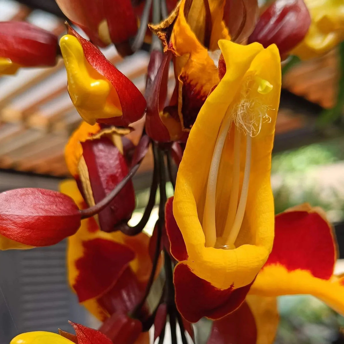 Ladies Shoe Creeper(Yellow)Thunbergia