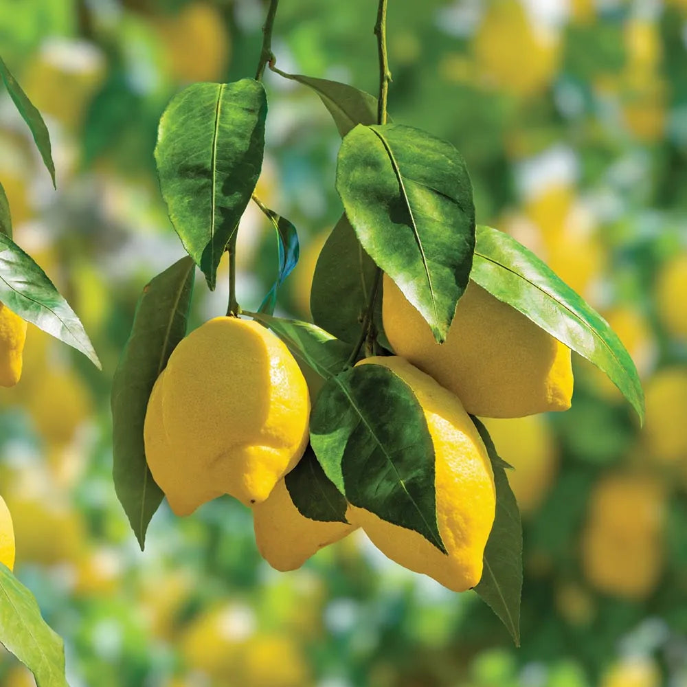 Lemon Plant(Air Layered)Fruit plant