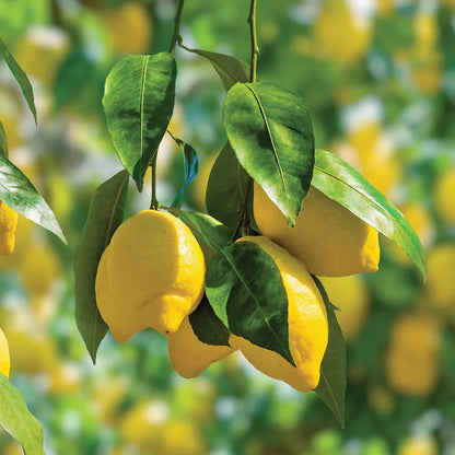 Lemon Plant(Air Layered)Fruit plant