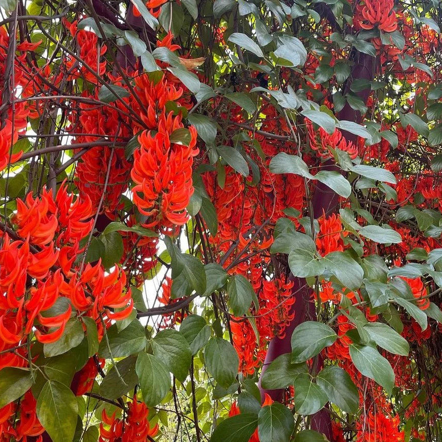 Jade Vine Red air layering plant