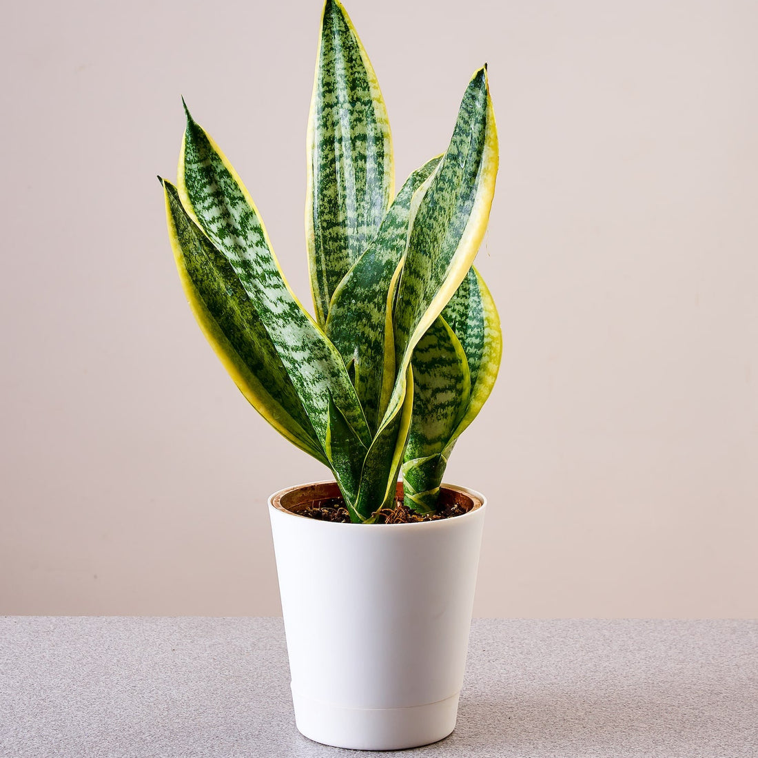 Snake plant Future Superba