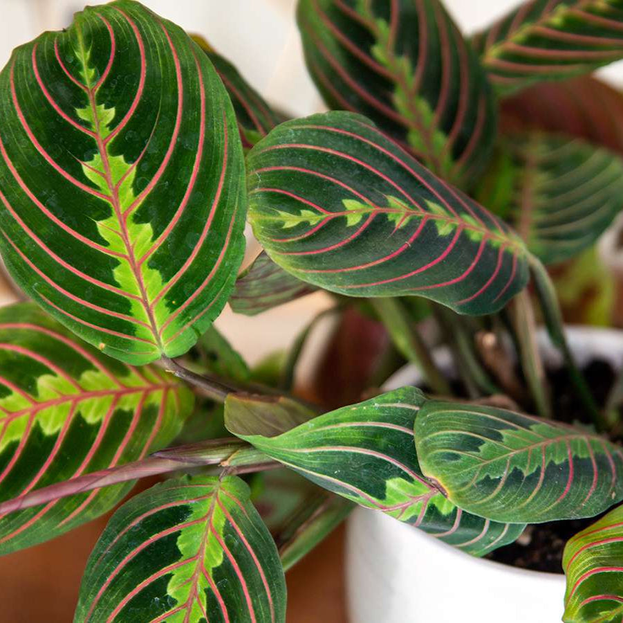Calathea Prayer plant