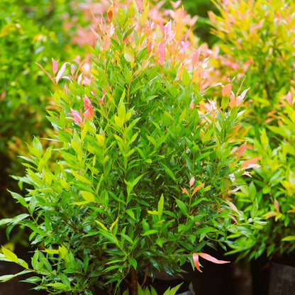 Eugenia Dwarf