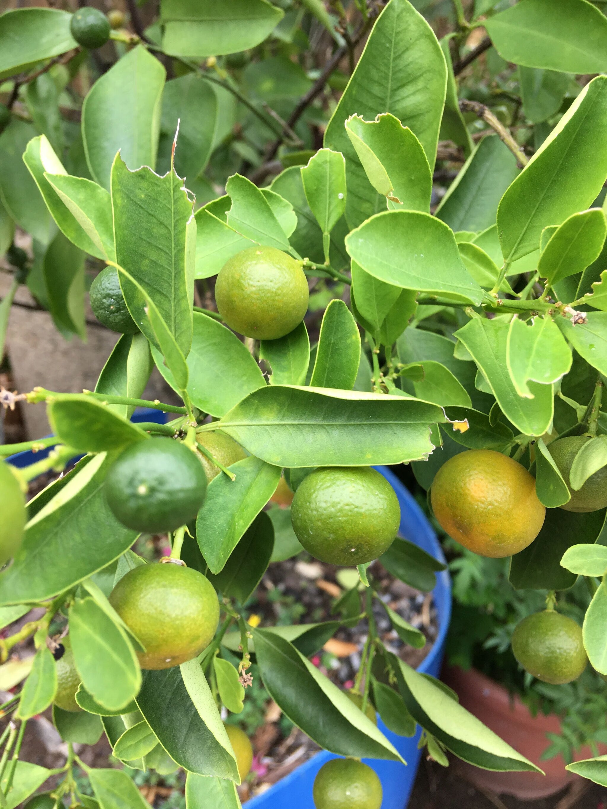 Lemon Plant(Air Layered)Fruit plant