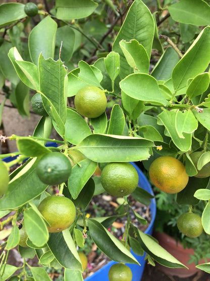 Lemon Plant(Air Layered)Fruit plant