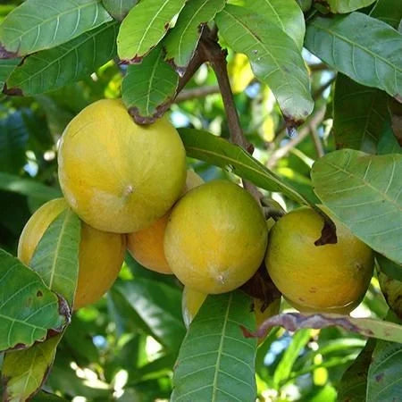 Abiu Fruit plant