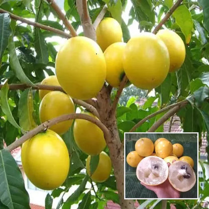 Abiu Fruit plant