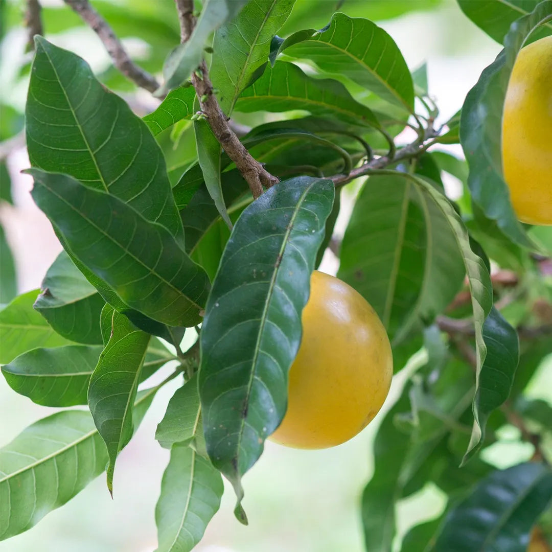 Abiu Fruit plant