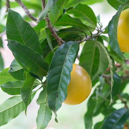 Abiu Fruit plant