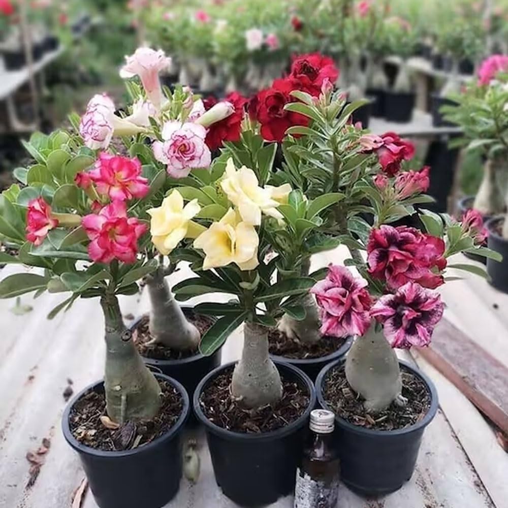 Adenium Grafted(Any COLOR)