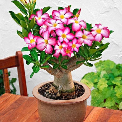 Adenium Seedling (any colour)