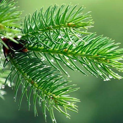 Devadaru(Deodara) Evergreen plant