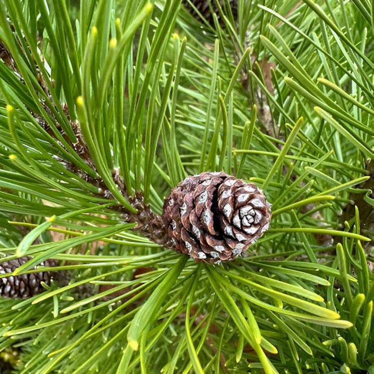 Devadaru(Deodara) Evergreen plant