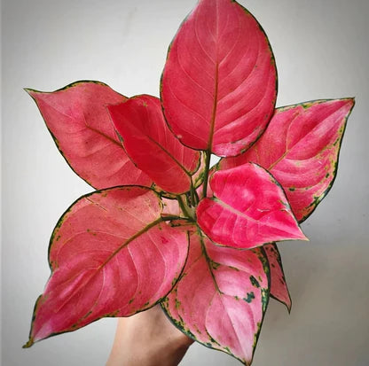Aglaonema Red Ruby