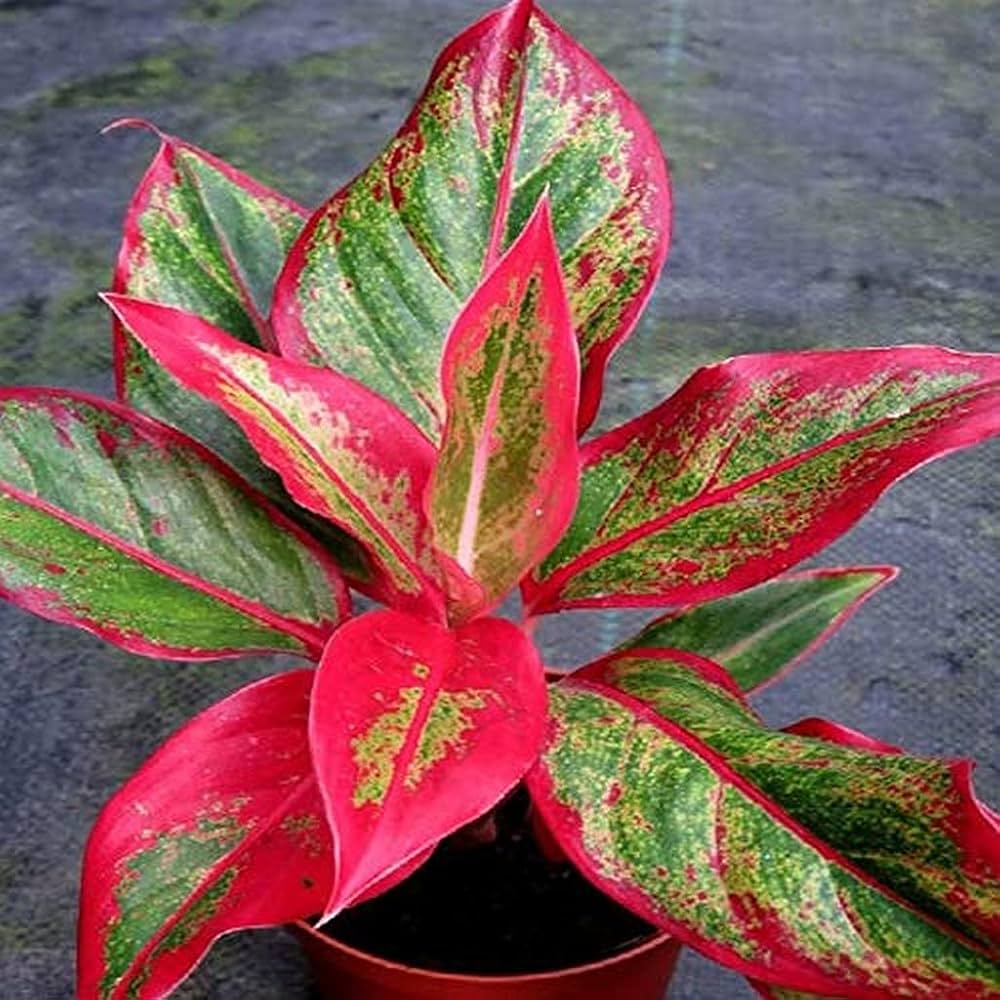 Aglaonema red lipstick / Siam Aurora – Wayanadan Touch Garden