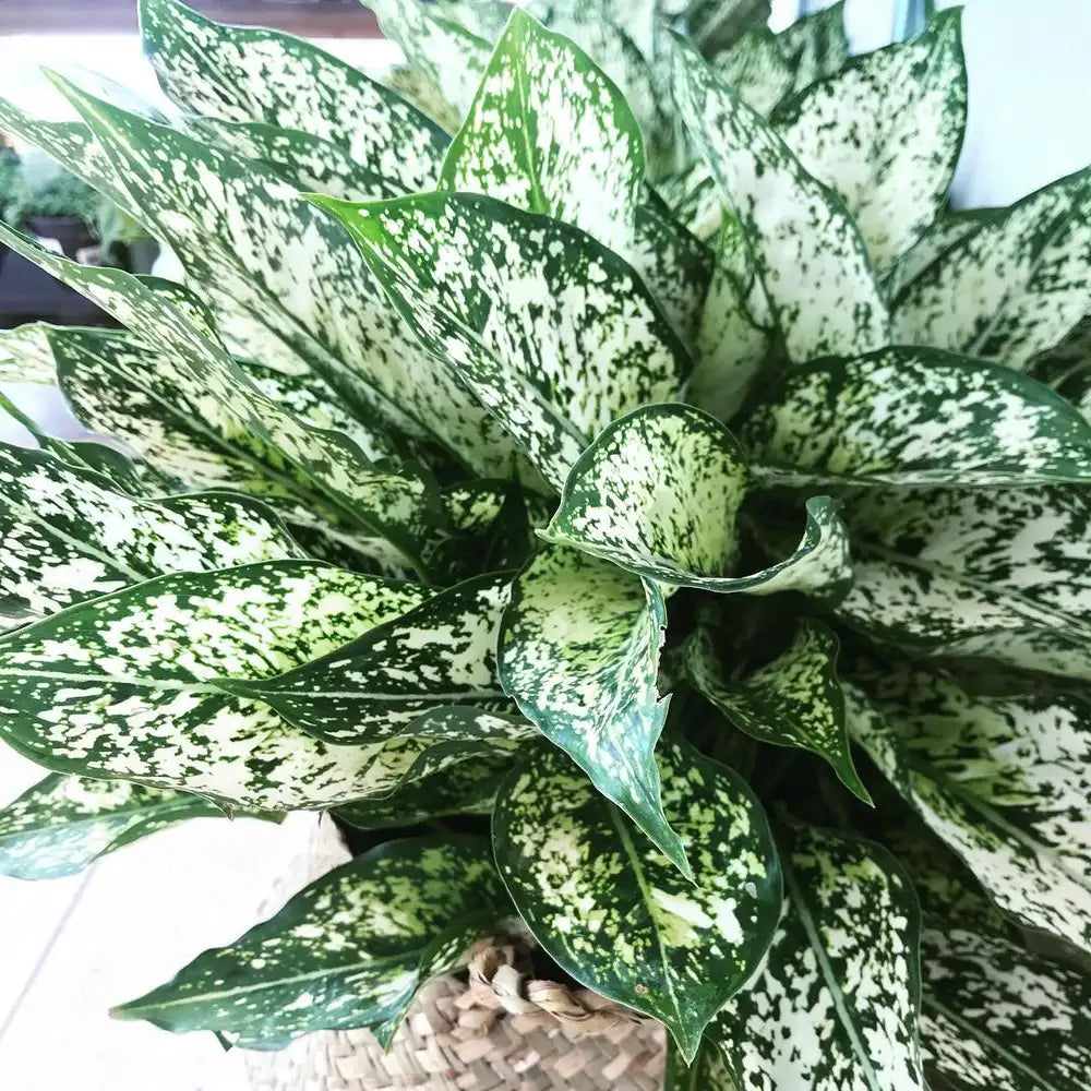 Aglaonema Spring Snow
