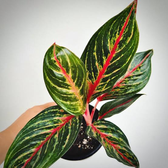 Aglaonema Red Emerald