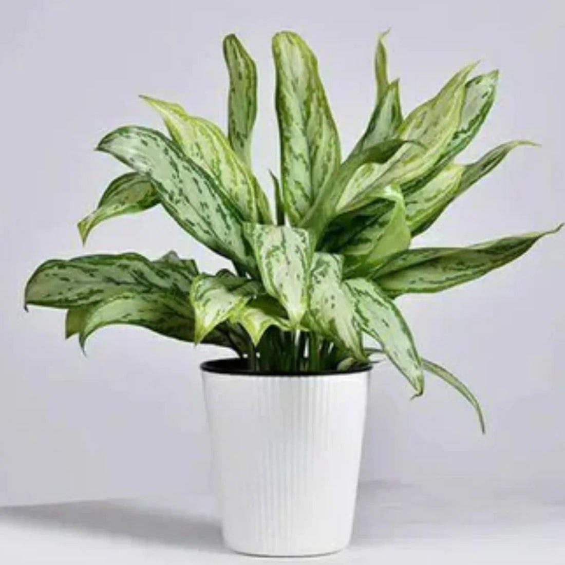 Aglaonema Silver Queen