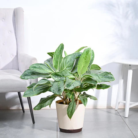 Aglaonema Dove