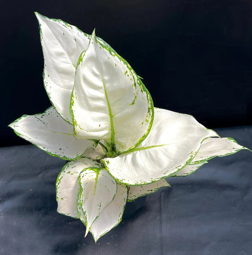 Aglaonema Super White