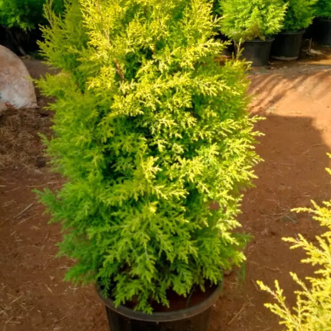 Golden Cypress
