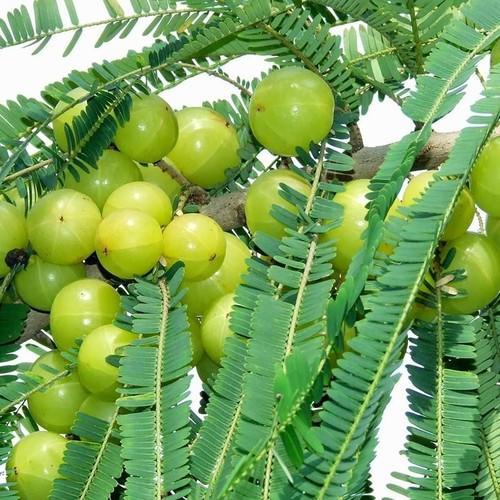 Gooseberry (Nellikka) Air layering plant