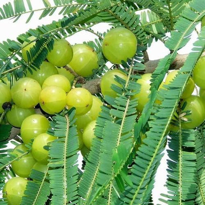 Gooseberry (Nellikka) Air layering plant