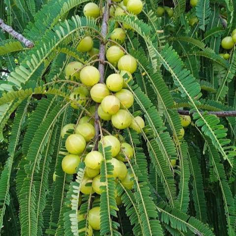 Gooseberry (Nellikka) Air layering plant