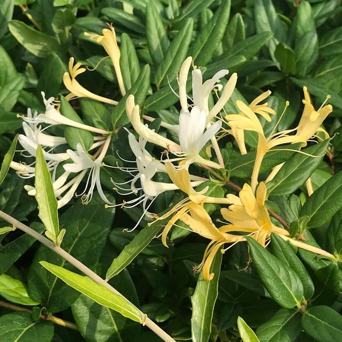 Honey Suckle Creeper plant