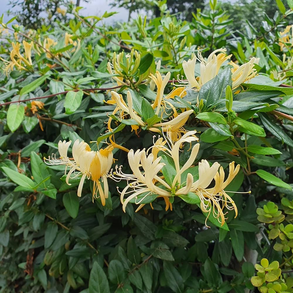 Honey Suckle Creeper plant