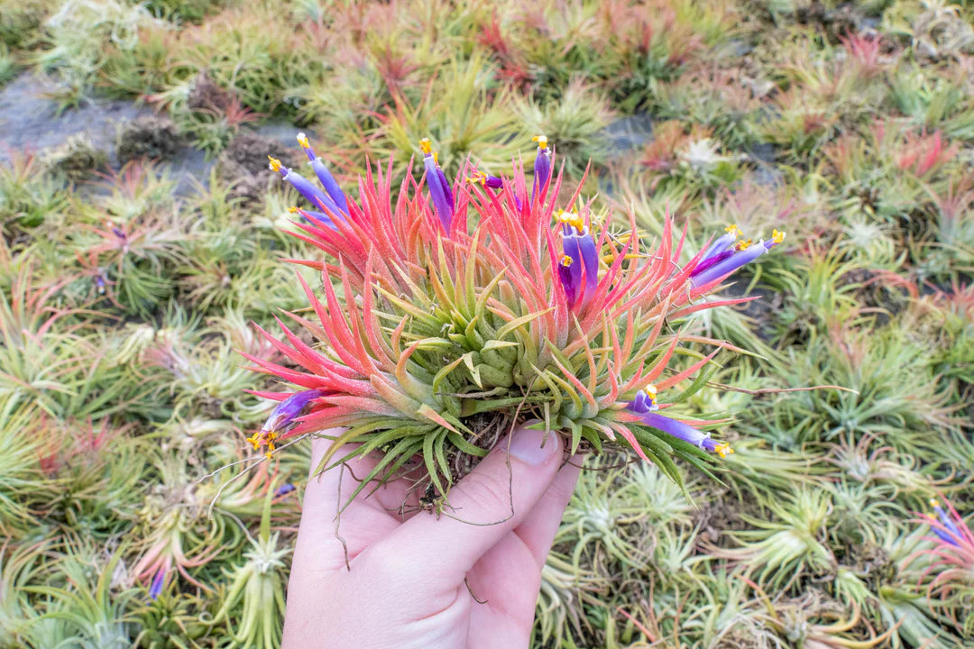 Tillandsia Air Plant