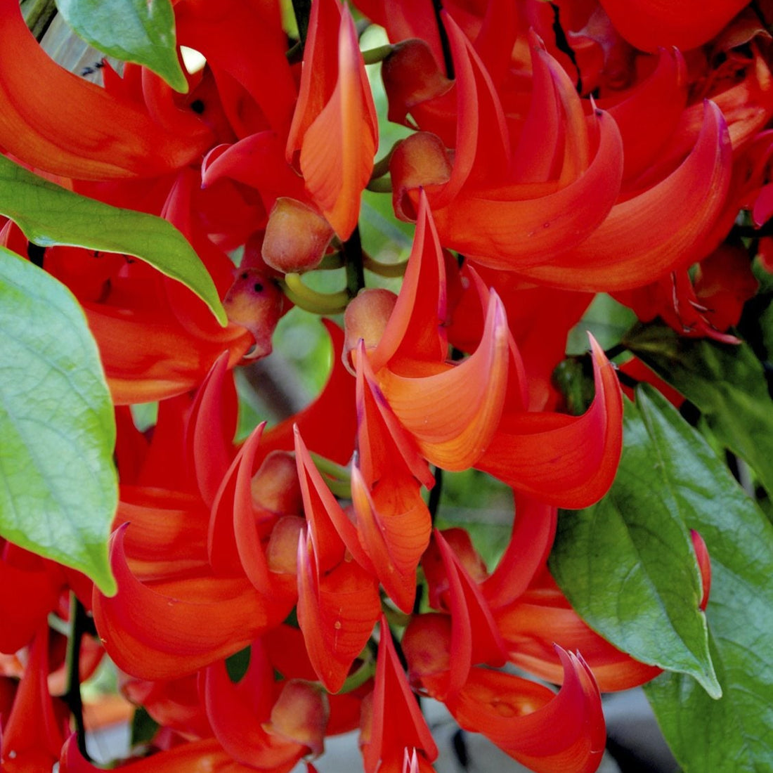Jade Vine Red air layering plant