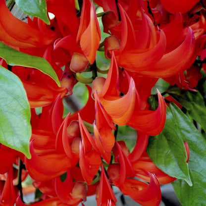 Jade Vine Red air layering plant
