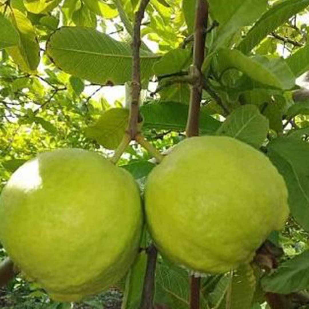 Japan Diamond Pera (Japan Diamond Guava)