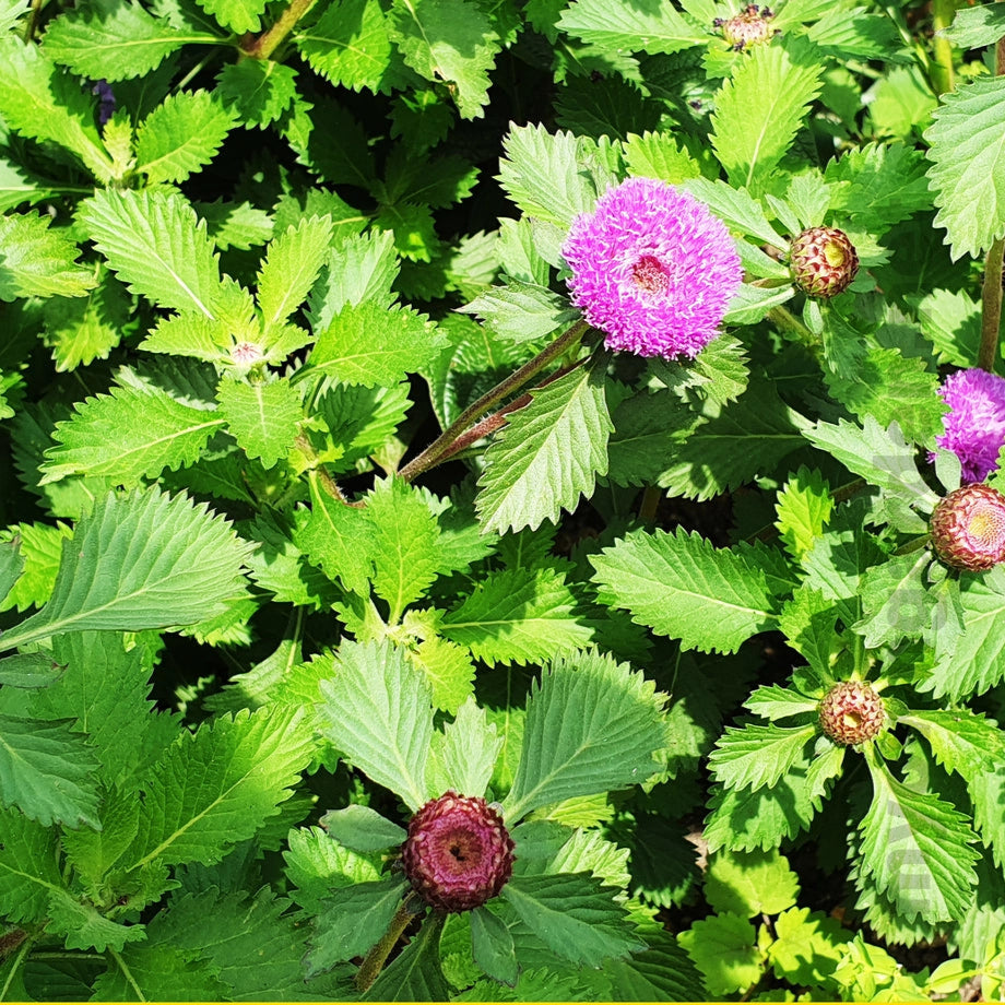 Kesavardhini medicinal plant