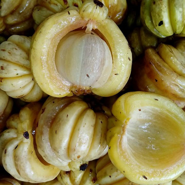 Kudampuli Grafted plant