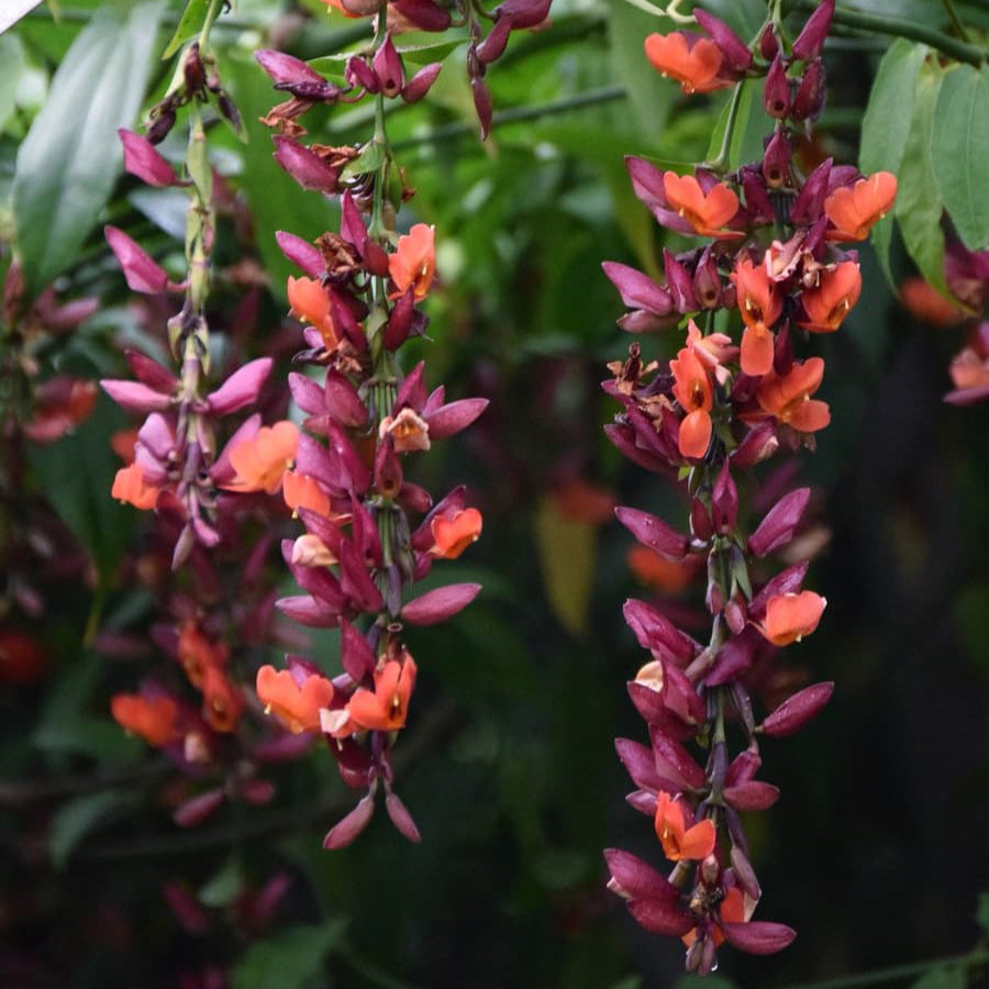 Ladies Shoe Creeper red (Thunbergia Coccinea)