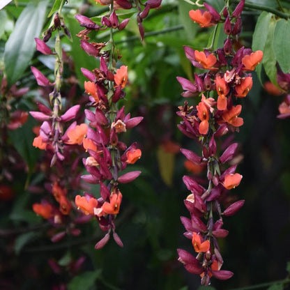Ladies Shoe Creeper red (Thunbergia Coccinea)